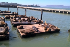 Seelöwen am Pier 39 in San Francisco, putzig aber nix für empfindliche Nasen