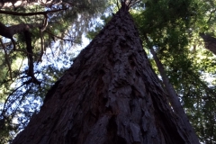 Uralte Bäume im Pfeiffer Big Sur State Park