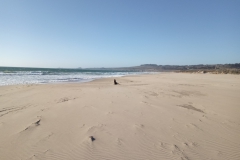 Seelöwen-Skulptur aus Sand am Highway 1